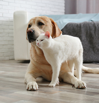 A dog and a cat on a warm floor. Dog and cat on a warm floor.